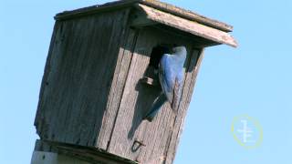 Mountain Bluebirds Sialia currucoides [upl. by Dolloff]