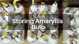 Storing Amaryllis Bulbs [upl. by Brecher]