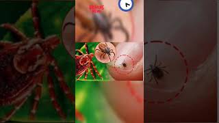 scrub typhus currentaffairsopsc news shorts viralvideo scrub typhus [upl. by Banquer358]