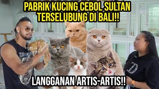 GELO PABRIK KUCING CEBOL SULTAN TERSELUBUNG DI BALI LANGGANAN ARTISARTIS KINGOFTHEJUNGLE [upl. by Eelram]