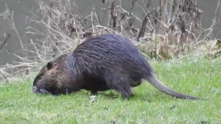 Coypu  Nutria  Sumpfbiber Germany  Mosel [upl. by Atokad]