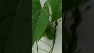 Giloy plantshorts like subscribe viralvideo [upl. by Alwyn]