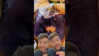 Urso 🐻 e Tigre 🐯 se tornaram irmãos 🥰 shorts [upl. by Jarred]