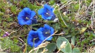 Welcome to MittenwaldBeautiful Alpine WorldKarwendelBavarian limesone AlpsMountain Gentian [upl. by Cleasta805]