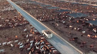 Largest Cattle Farm  American Ranchers Raise 603 Million Beef Cattle This Way [upl. by Squires]