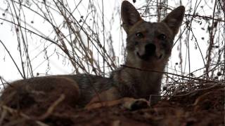 jackal at night  Park Hayarkon  israel  פארק הירקון תן בערב [upl. by Helmer]