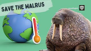 What Do Walruses Eat  Deep Dive into the Walrus Diet amp Lifestyle [upl. by Astrix799]