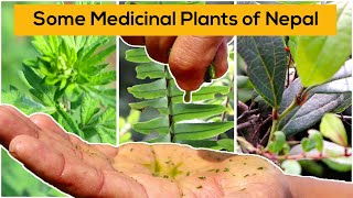 Some medicinal plants of Nepal and their uses  HASERA Organic Farm [upl. by Adnaugal]