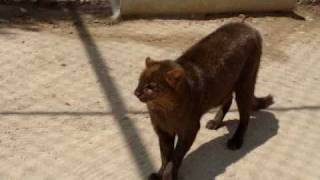 Jaguarundis [upl. by Kosel]