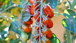 Nuovo portainnesto per i miei pomodori 🍅  Food Stories [upl. by Bringhurst]