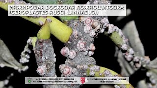 Инжировая восковая ложнощитовка Ceroplastes rusci Linnaeus [upl. by Alfeus]