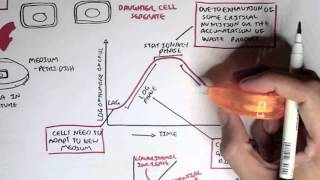 Microbiology  Bacteria Growth Reproduction Classification [upl. by Feetal]