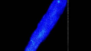 Spatiotemporal assessment of Ca2 sparks and waves in rat cardiomyocyte [upl. by Anawyt]