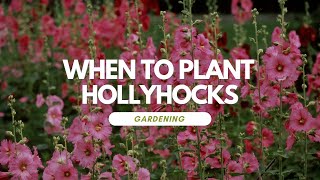 When To Plant Hollyhocks [upl. by Attennot]