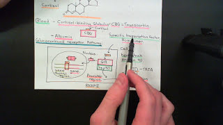 The HypothalamicPituitaryAdrenal Axis Part 3 [upl. by Akima]