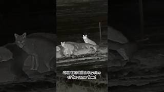 2 Coyotes at the same time shorts thermal coyote predatorhunting [upl. by Ahsac]