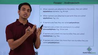 Class 11th – Flower – Androecium  Morphology of Flowering Plants  Tutorials Point [upl. by Gauntlett]