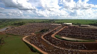 O confinamento de mais de 60 mil bois por ano [upl. by Ora]