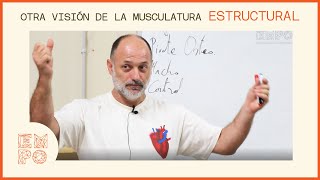 ESTRUCTURAL Otra visión de la musculatura [upl. by Montague]