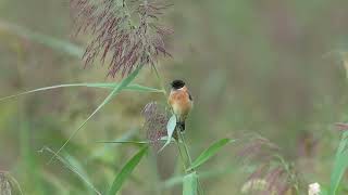 東亞石䳭 Amur Stonechat [upl. by Acirej]