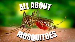 All About MOSQUITOES  Kids News Break [upl. by Htebazil461]