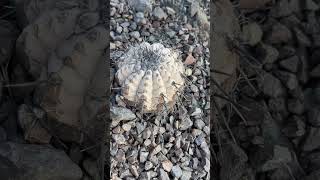 Copiapoa cinerea en habitat Norte de Chile 🇨🇱 [upl. by Navaj]