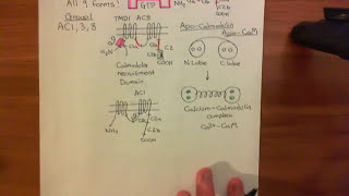 Adenylyl Cyclase Part 5 [upl. by Assirralc]