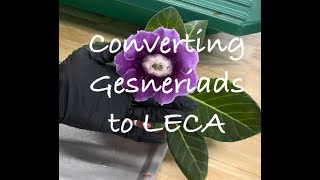 Converting Gesneriads to LECA [upl. by Hnaht]