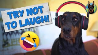 Funniest Moments of Life with a Doberman—Video Compilation [upl. by Joletta]