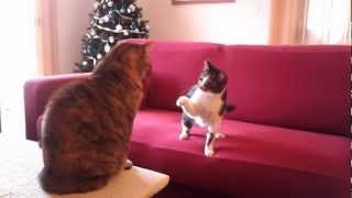 GATTI GIOCANO IN CASA  video divertente [upl. by Zel383]