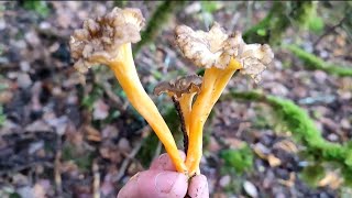 Que montón de trompetas Enero 2023 Cantharellus lutescens [upl. by Tse699]