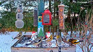 Noisy Evening Grosbeaks Battle For Position At The Ontario Feeders – Dec 13 2021 [upl. by Ecydnarb641]