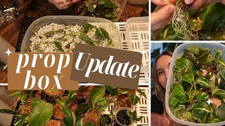 Propagation Box Updates  VLOGMAS DAY 17 [upl. by Annaoi225]