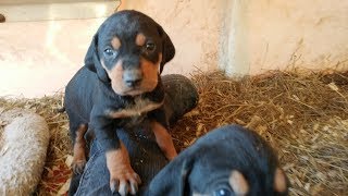 35 week old Coonhound mix puppies UKC Bluetick Coonhound x Black and Tan [upl. by New]