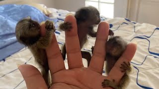 Adorable Finger Marmoset Monkey [upl. by Elleda77]