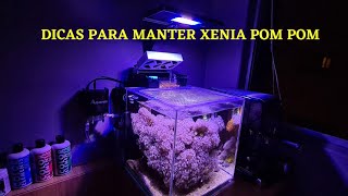 Como manter coral xenia Pom Pom  Aquário marinho [upl. by Anyg178]