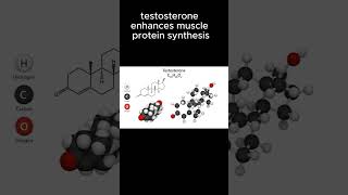 TESTOSTERONE INFLUENCE ON MUSCLEBUILDINGshortsfitnessmusclebuilding💪 [upl. by Initsed]