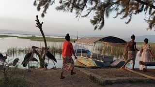 የአዋሳ ከተማ ሌላ ገፅታ ወይም ውበት Lake Awassa is one of the best places in Ethiopia Awassa city [upl. by Gratiana]