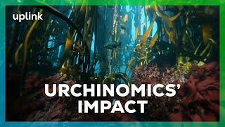 Urchinomics is creating impact below water by restoring kelp forests [upl. by Ahsyla]