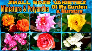 153  Small Rose Varieties  Miniature amp Polyantha  With Identity  My Rose Garden amp Nursery [upl. by Ednutabab]