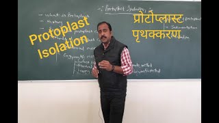 Protoplast Isolation प्रोटोप्लास्ट पृथक्करण [upl. by Ahsieker]