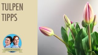 Richtige Tulpen Pflege I Tulpen Tipps [upl. by Ahsercal748]