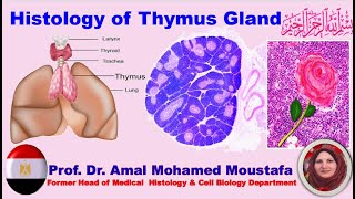 Histology of Thymus Gland prof Dr Amal Mohamed Moustafa [upl. by Ateekan]