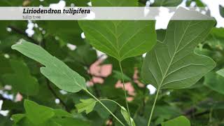 tulip tree Liriodendron tulipifera [upl. by Akehsar491]