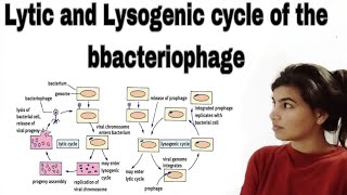 Lytic and lysogenic cycle of the bbacteriophage [upl. by Noelyn]