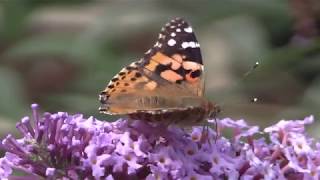 Big Butterfly Count species 2018  Butterfly Conservation [upl. by Barolet]