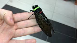 Tacua speciosa  Giant Colorful Cicada [upl. by Whatley]