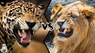 JAGUAR VS LION  Who will win this battle [upl. by Rot369]