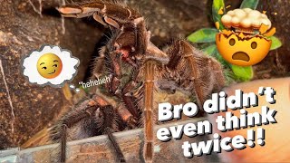 Unboxing 80 Eighty BABY TARANTULAS  feat My Turtle [upl. by Aihsatan]