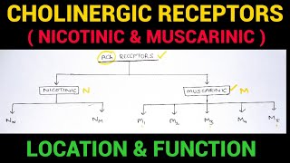 Autonomic Pharmacology  3  Cholinergic Receptors  EOMS [upl. by Ehttam]